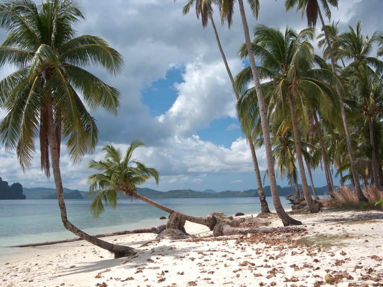 Symbolfoto Tropischer Strand mit Palmen